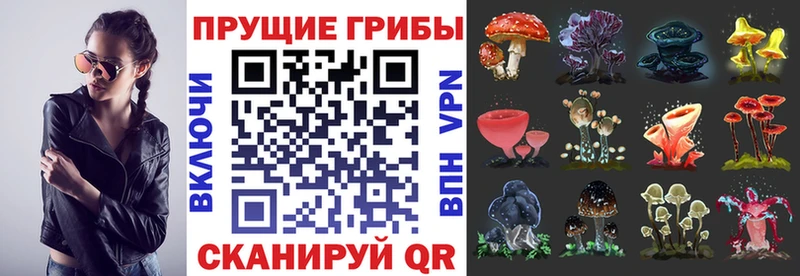 Псилоцибиновые грибы Psilocybine cubensis как найти Аткарск